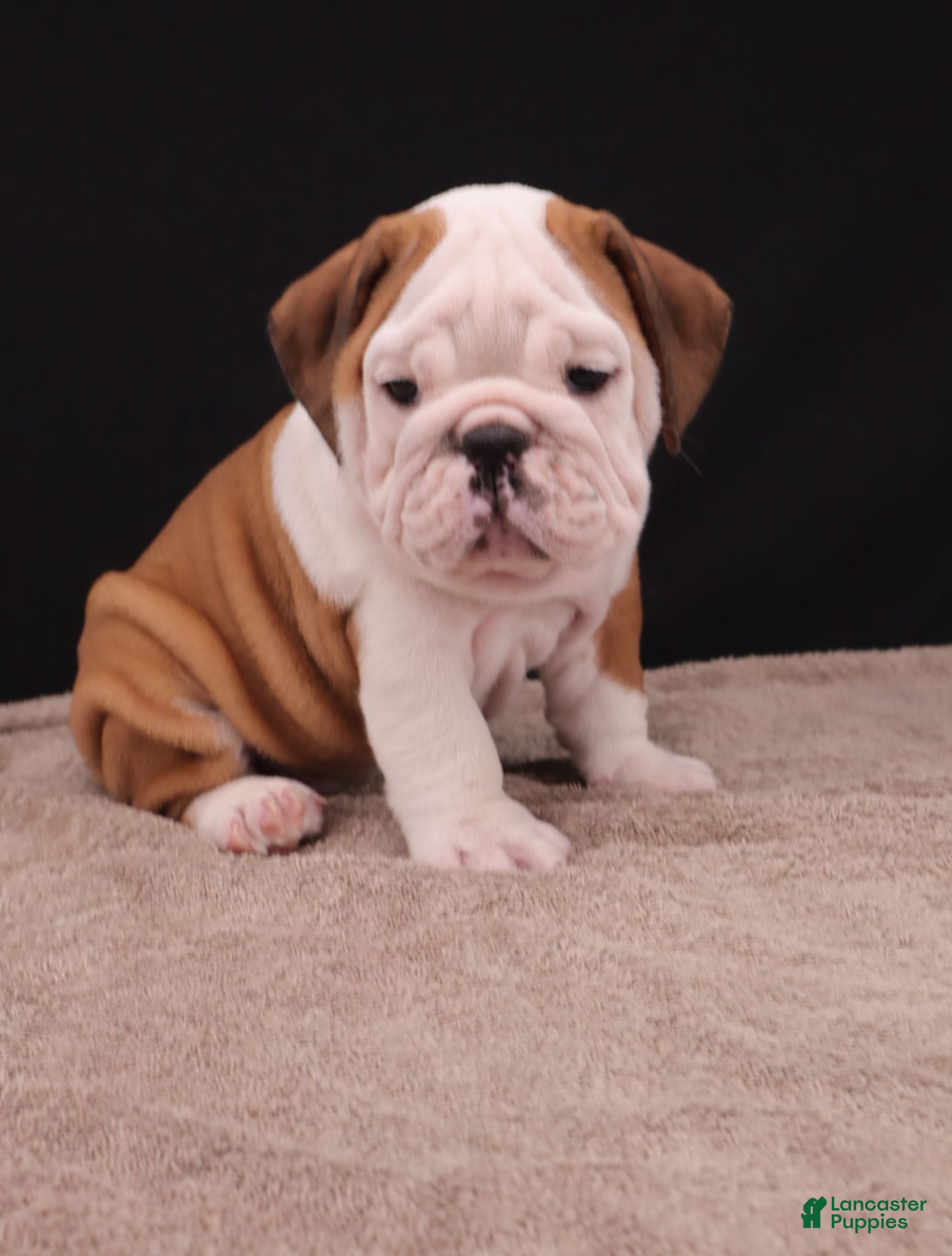 English Bulldog dogs Bruno - Ad 1