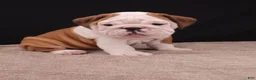 English Bulldog dogs for sale: Bruno - Ad 7