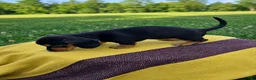 Dachshund dogs for sale: Grace - Ad 3