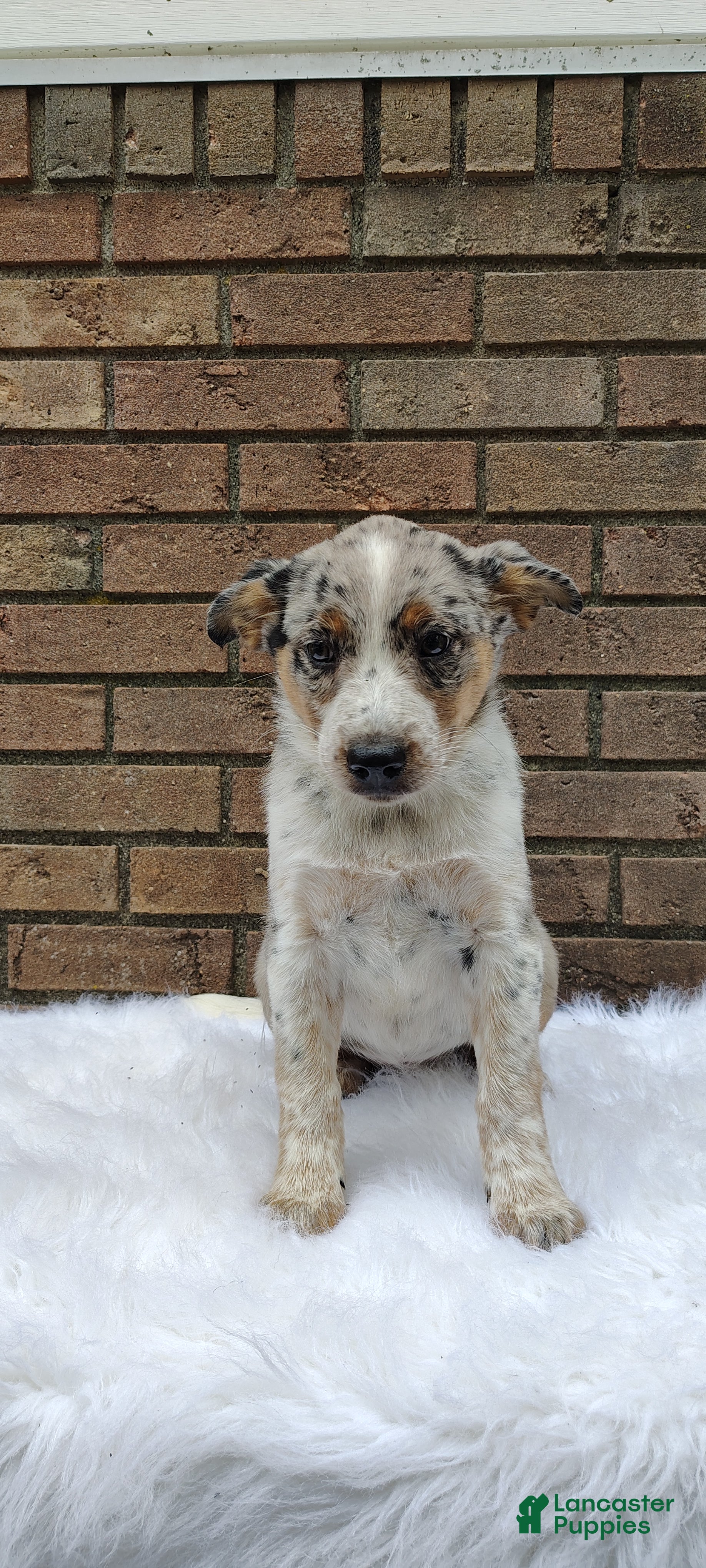 Mixed Breed dogs Sadie  - Ad 1