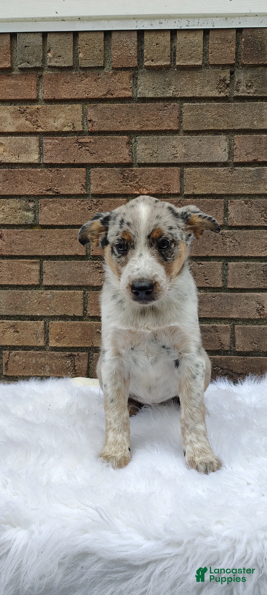 Mixed Breed dogs for sale: Sadie  - Ad 1