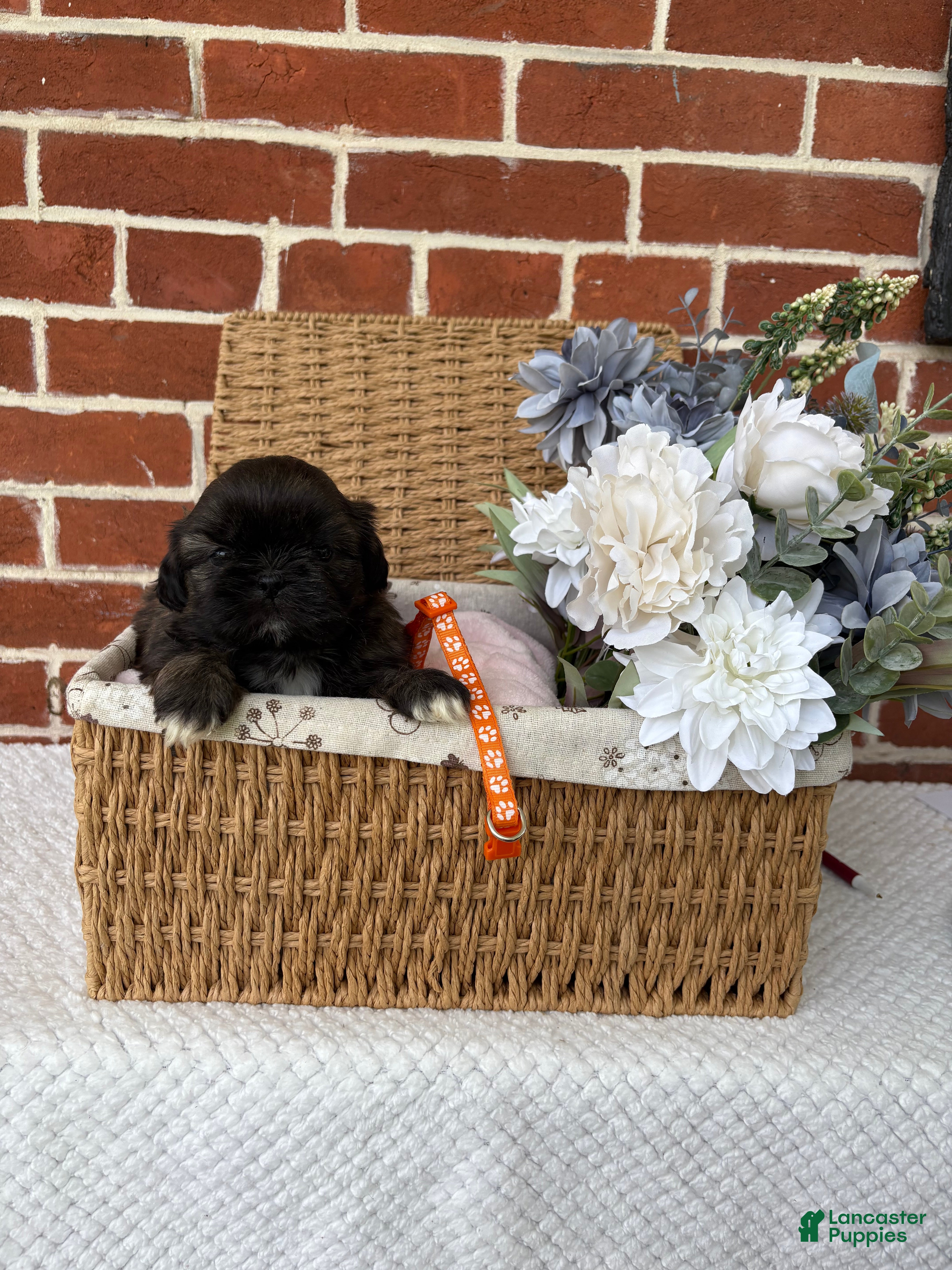 Shih Tzu dogs for sale: Lenny - Ad 9