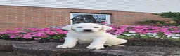 Labrador Retriever dogs for sale: Arch - Ad 3