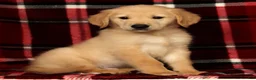 Golden Retriever dogs for sale: Rocky - Ad 9