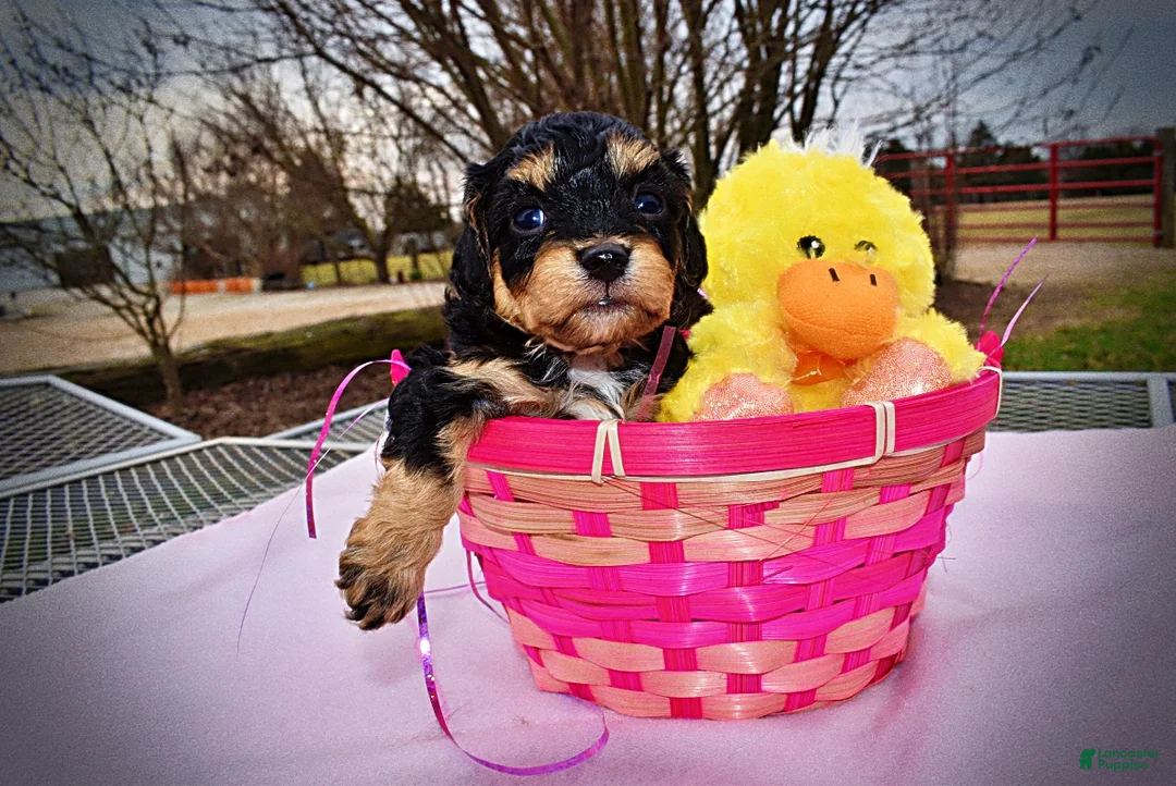 Havapoo dogs for sale: Lady - Ad 2