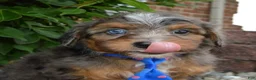 Mini Aussiedoodle dogs for sale: Mini Ace - Ad 19