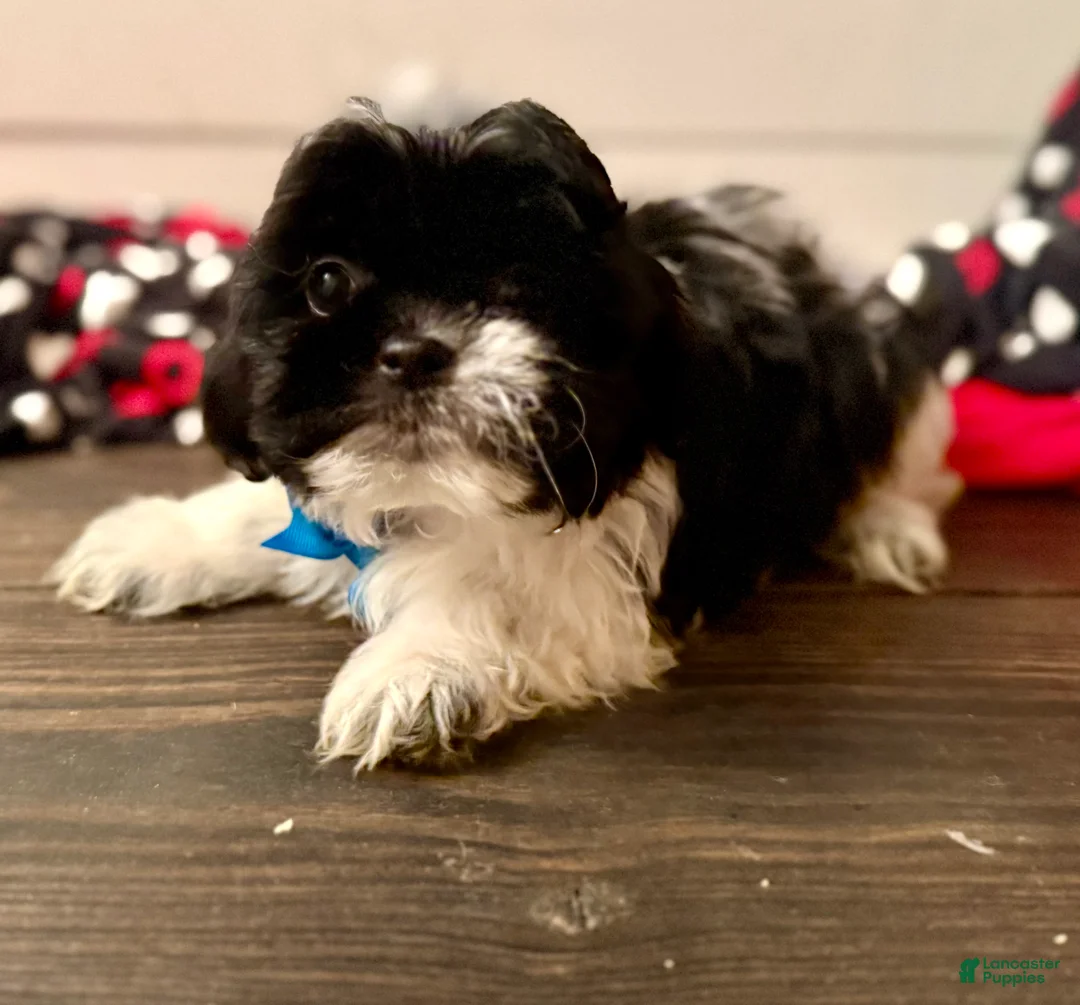 Shihpoo dogs for sale: Boq  - Ad 17