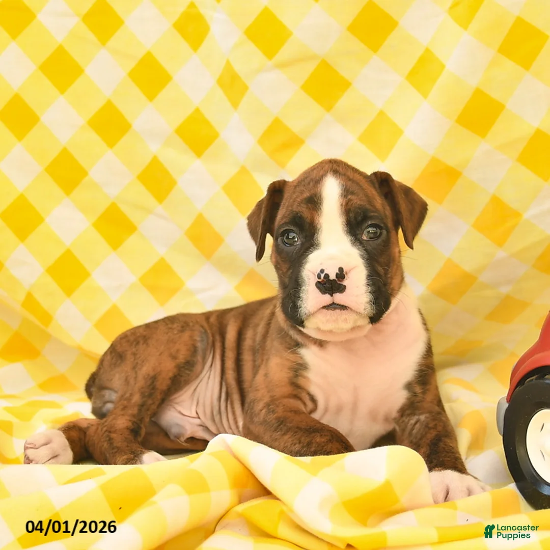 Boxer dogs for sale: Jordan  - Ad 5