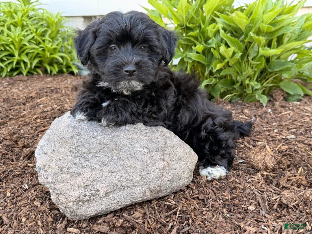 Shorkie dogs for sale: Polo - Ad 6