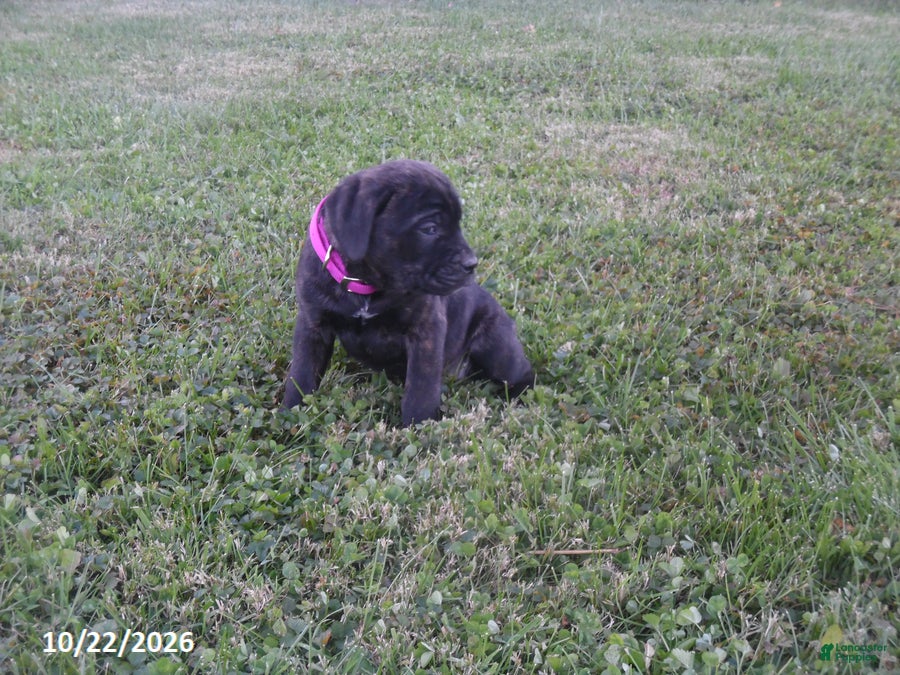 Cane Corso dogs for sale: Abby - Ad 2