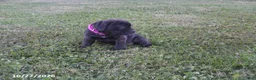 Cane Corso dogs for sale: Abby - Ad 2