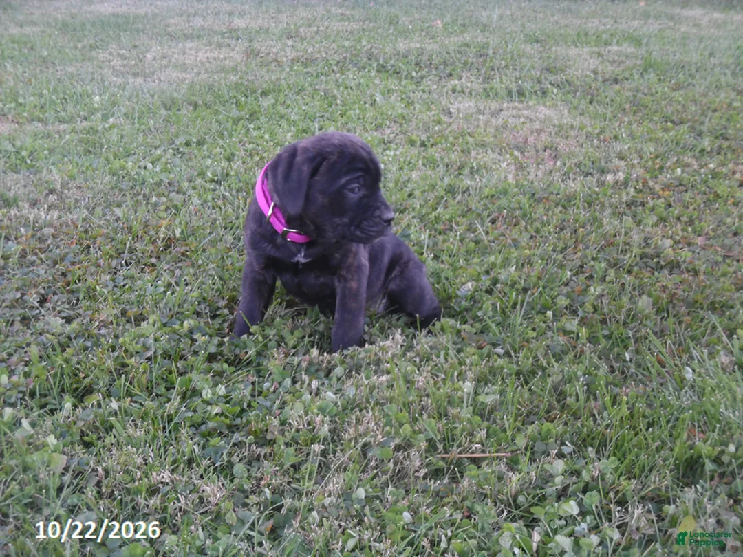 Cane Corso dogs for sale: Abby - Ad 2