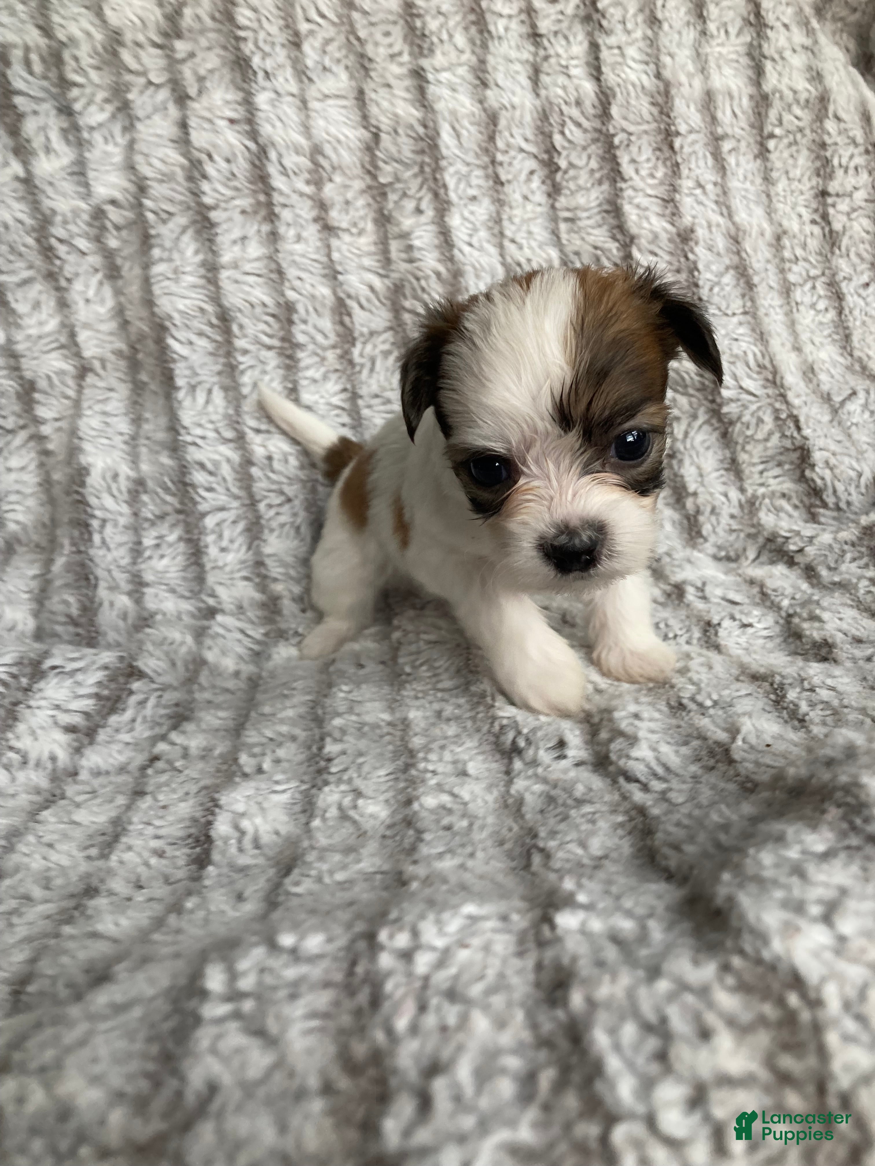 Mixed Breed dogs Theo - Ad 2