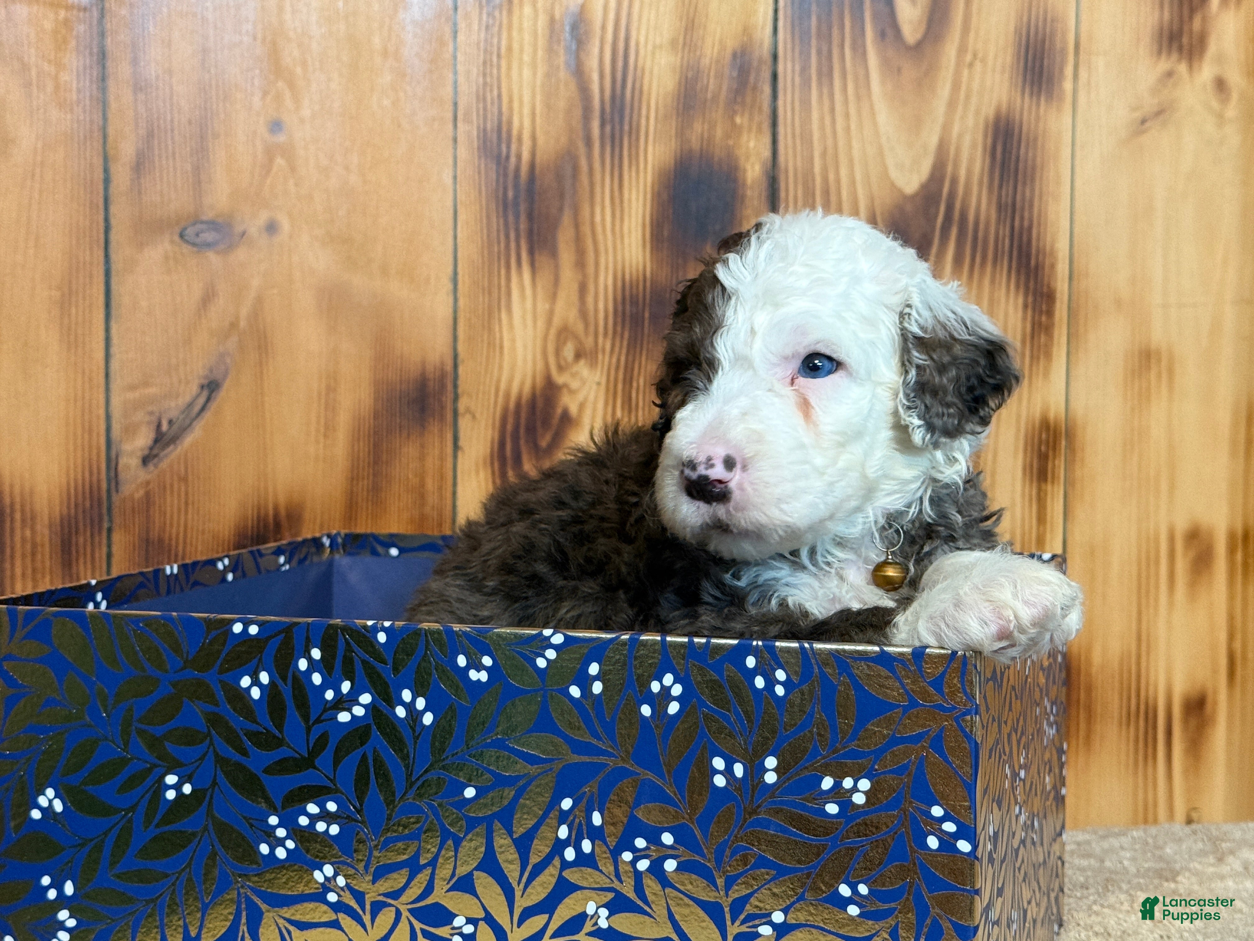 Sheepadoodle dogs Wells - Ad 2