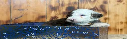 Sheepadoodle dogs for sale: Wells - Ad 2
