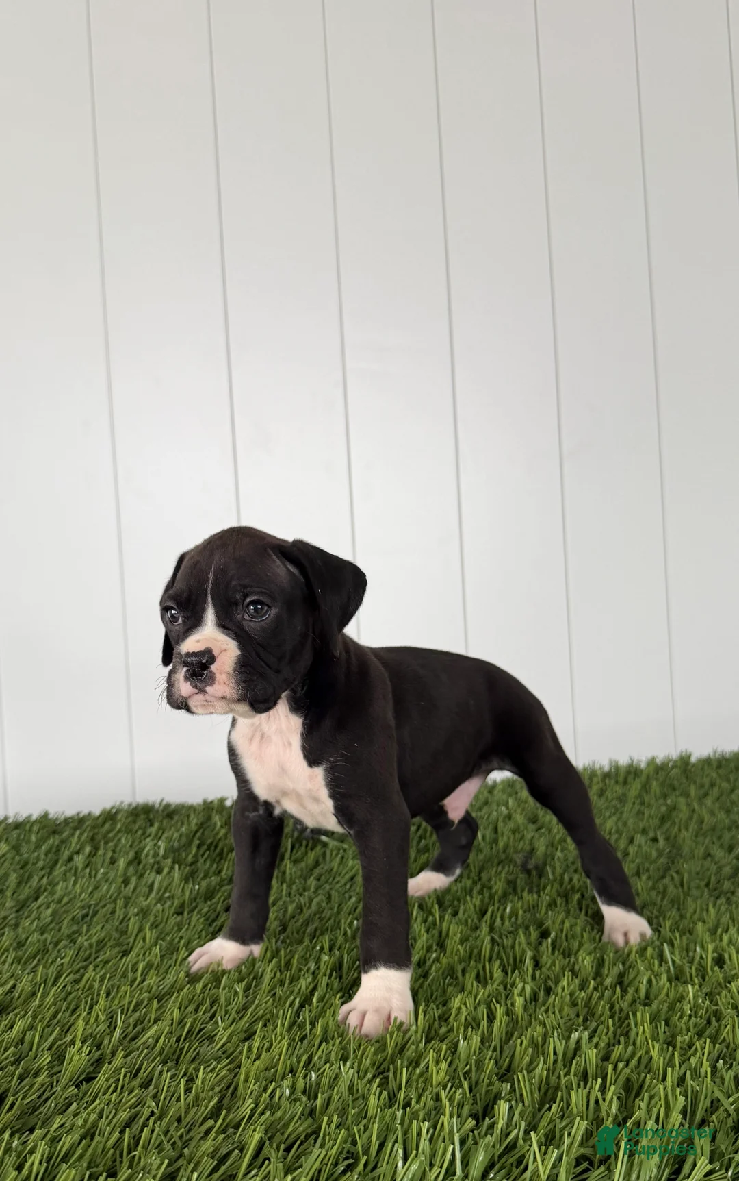 Boxer dogs for sale: Parker - Ad 2