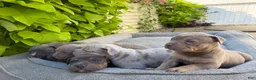 American Bully dogs for sale: Milly - Ad 19