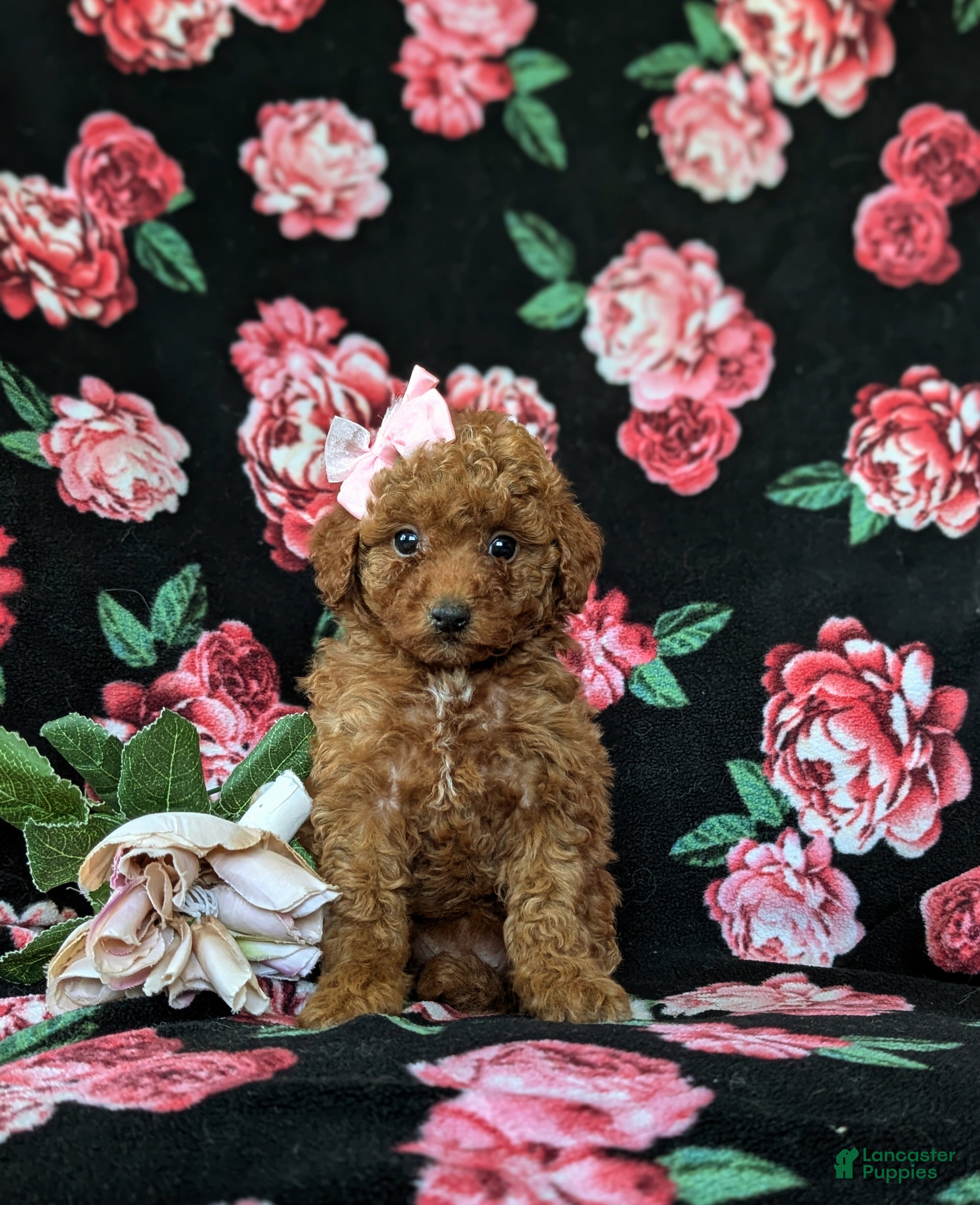 Mini Goldendoodle dogs Stefani 10 lbs full grown - Ad 2