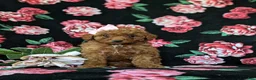 Mini Goldendoodle dogs for sale: Stefani 10 lbs full grown - Ad 2