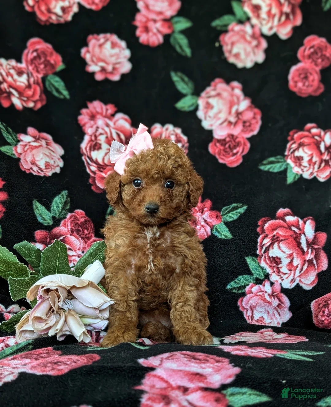 Mini Goldendoodle dogs for sale: Stefani 10 lbs full grown - Ad 2