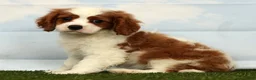 Cavalier King Charles Spaniel dogs for sale: Josh - Ad 4
