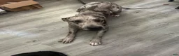 Great Dane dogs for stud: Lyle Stud  - Ad 3