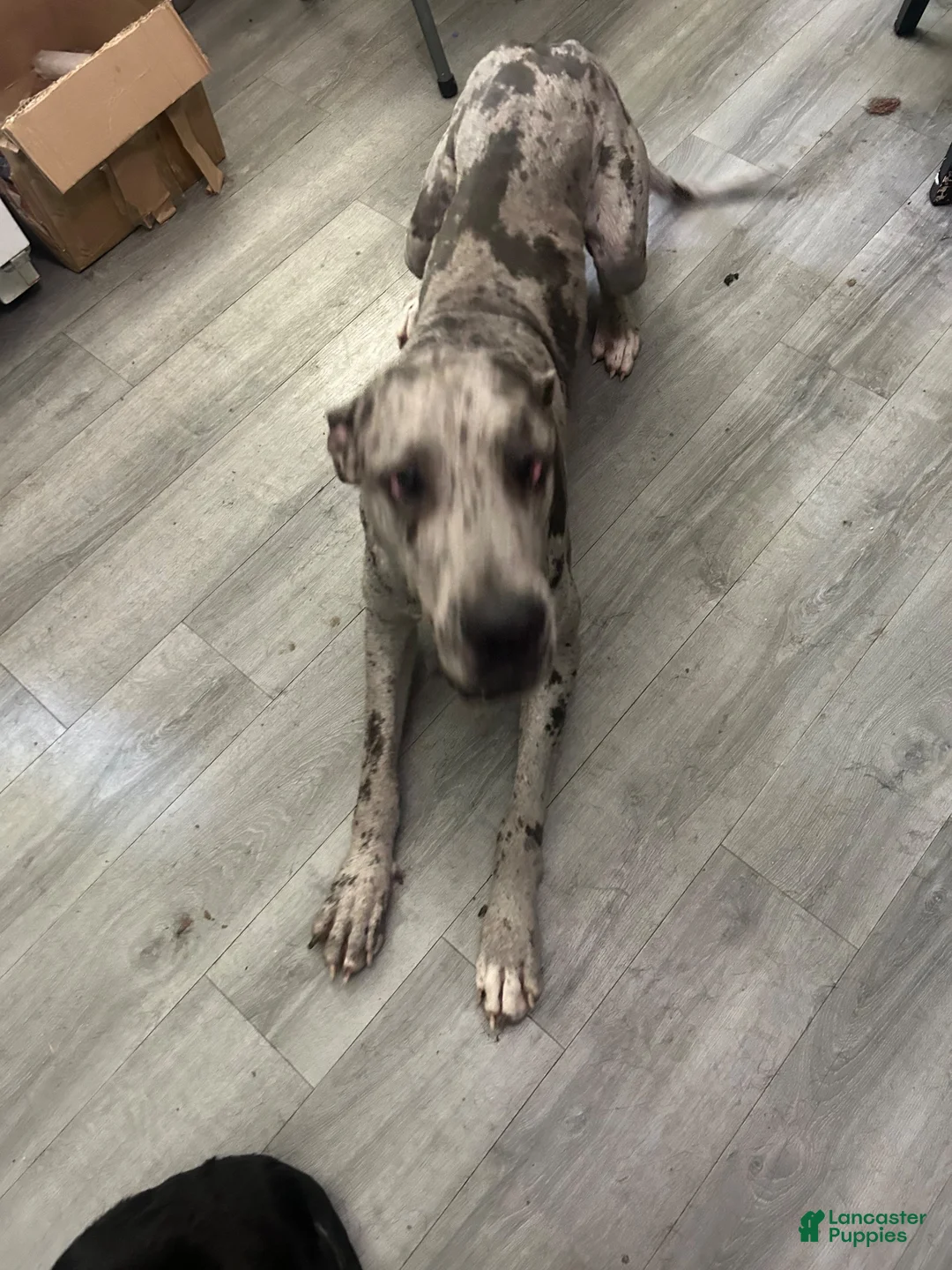 Great Dane dogs for stud: Lyle Stud  - Ad 3