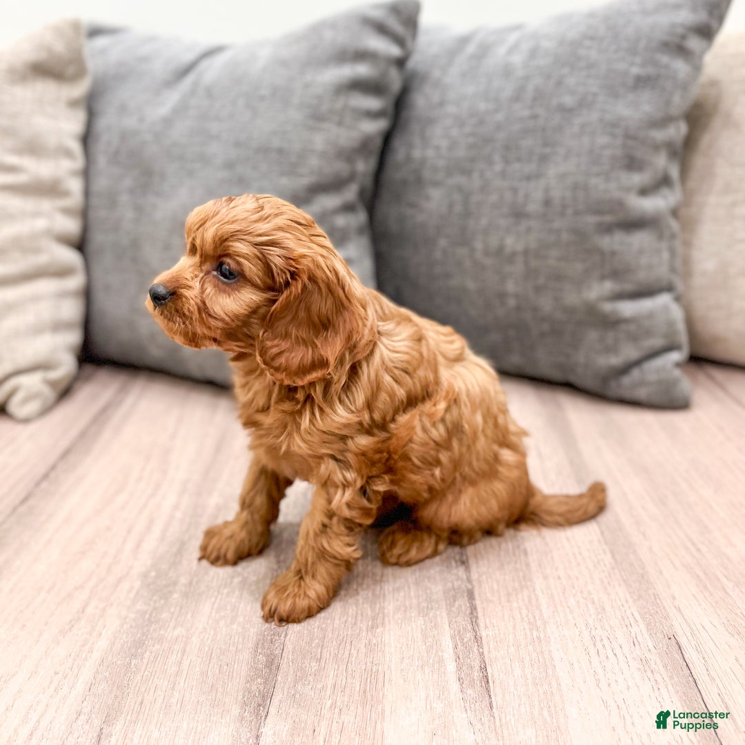 Cavapoo dogs for sale: Wally - Ad 3