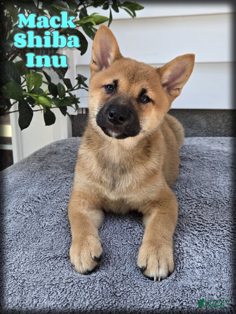Shiba Inu dogs Mack - Ad 1