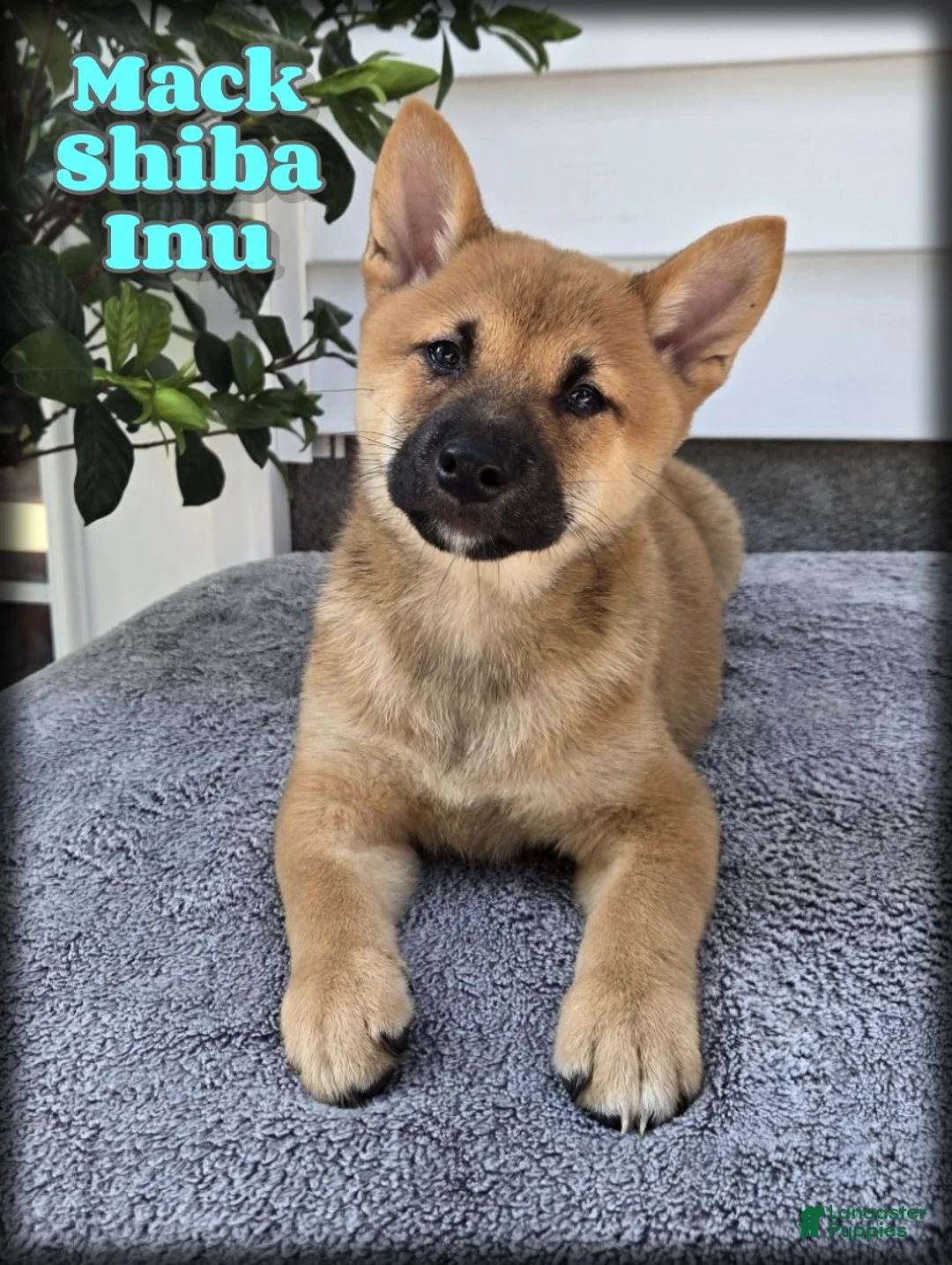 Shiba Inu dogs for sale: Mack - Ad 1