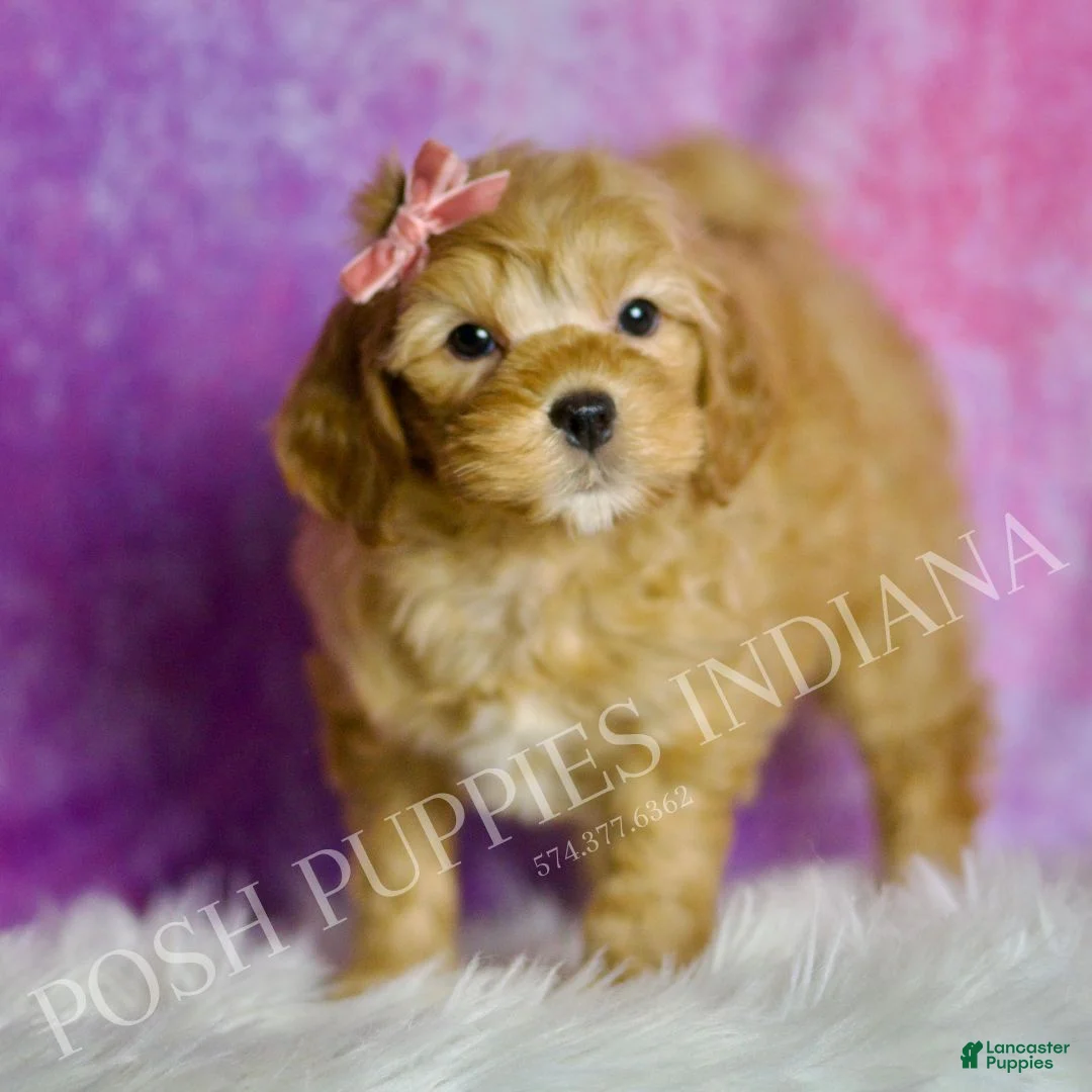Mini Goldendoodle dogs for sale: Bella - Ad 5