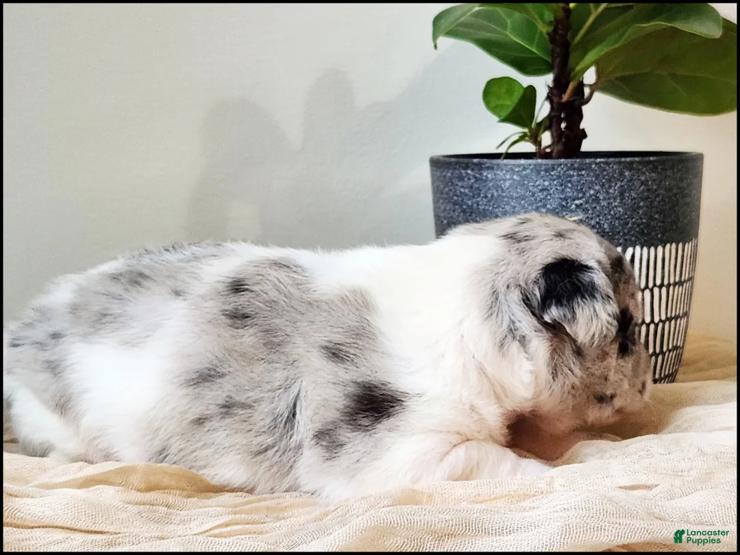 Chihuahua dogs for sale: Trystan - Ad 4