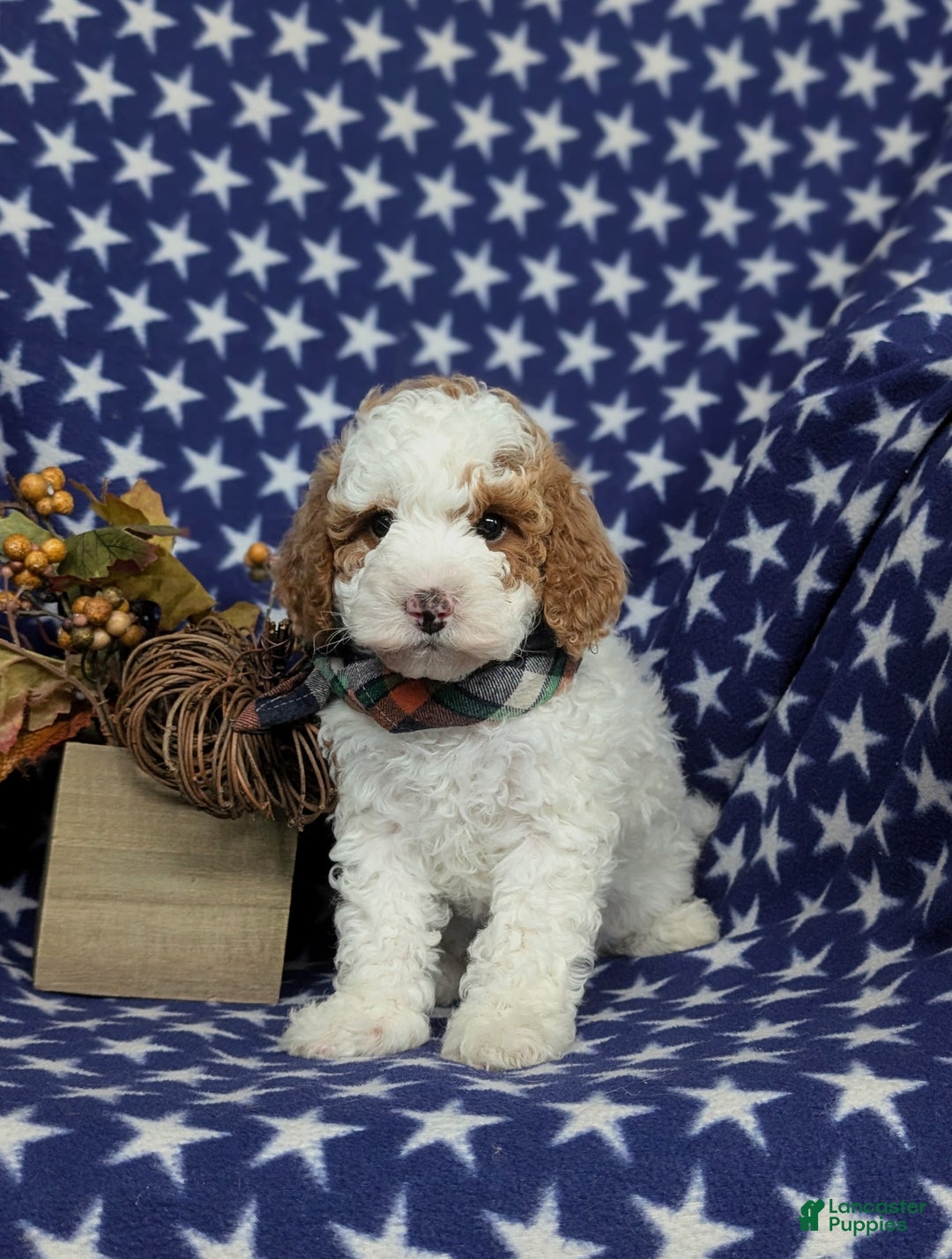 Miniature Poodle dogs for sale: Triton - Ad 2