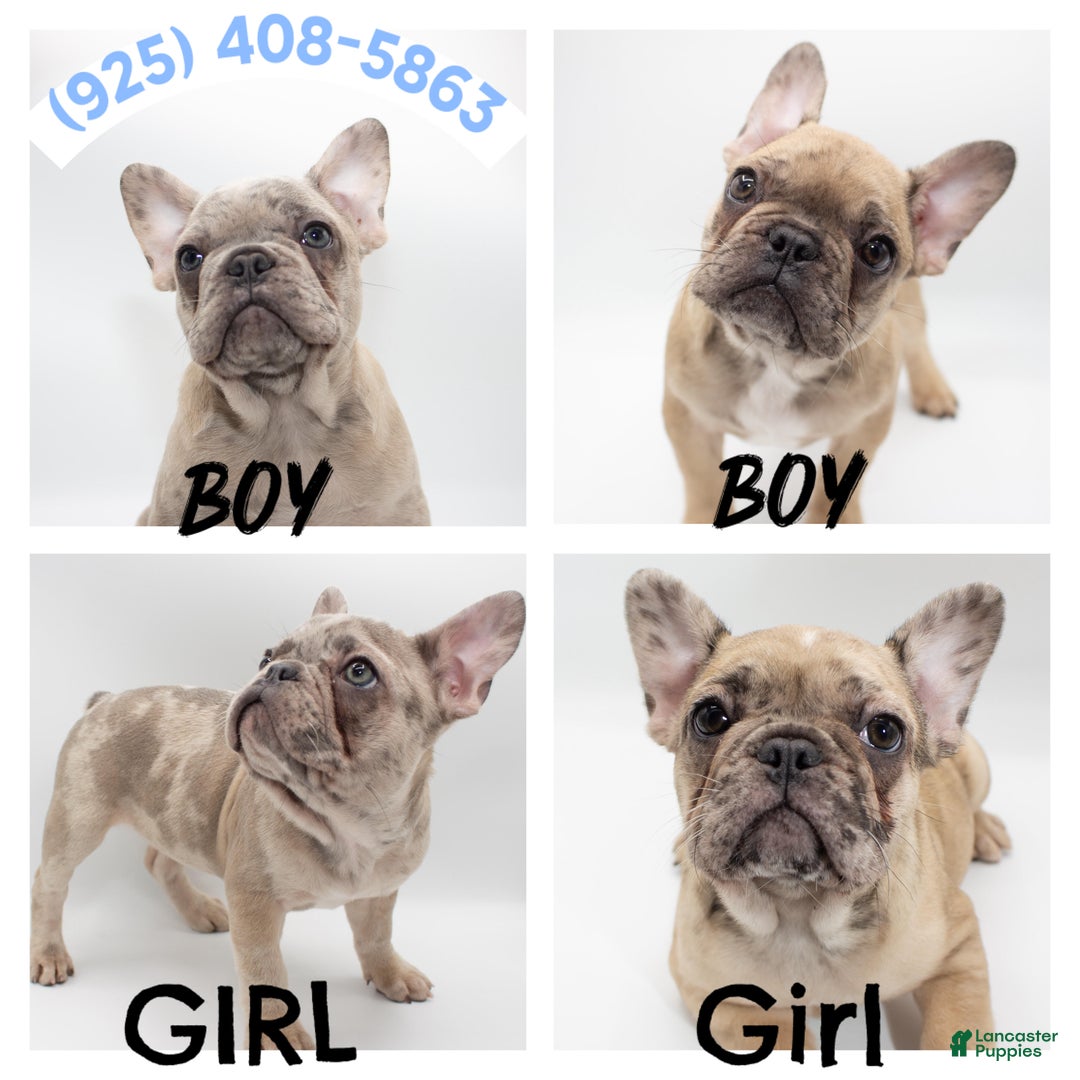 French Bulldog Puppy for sale in Hayward Lancaster Puppies