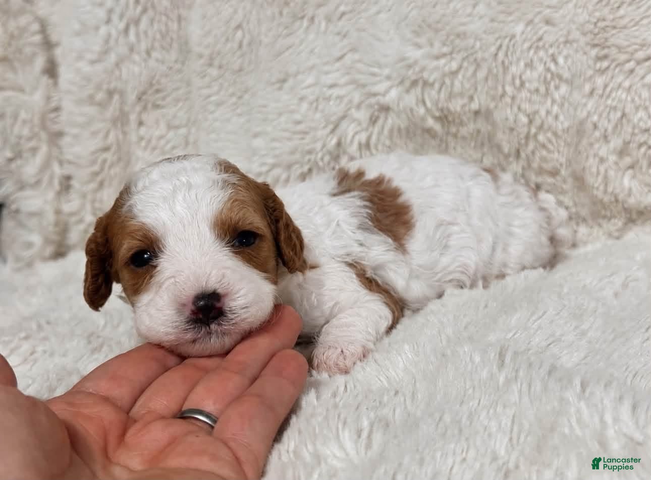 Cavapoo dogs for sale: Clover - Ad 8