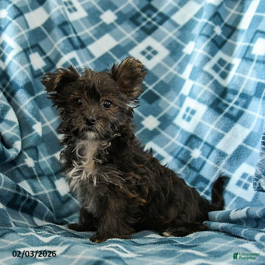 Shorkie dogs Lily  - Ad 5