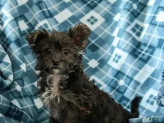 Shorkie dogs Lily - Ad 5