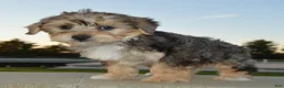 Yorkiepoo dogs for sale: Simba - Ad 6