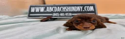 Miniature Dachshund dogs for sale: Ch AKC russian - Ad 4