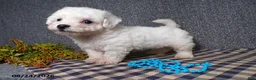 Bichon Frise dogs for sale: Blake - Ad 4