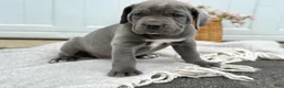 Cane Corso dogs for sale: Bianca - Ad 3