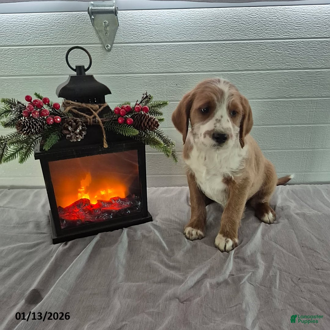 Mixed Breed dogs for sale: Honeybear - Ad 1