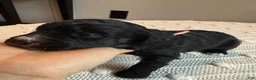 Mixed Breed dogs for sale: Patches - Ad 2