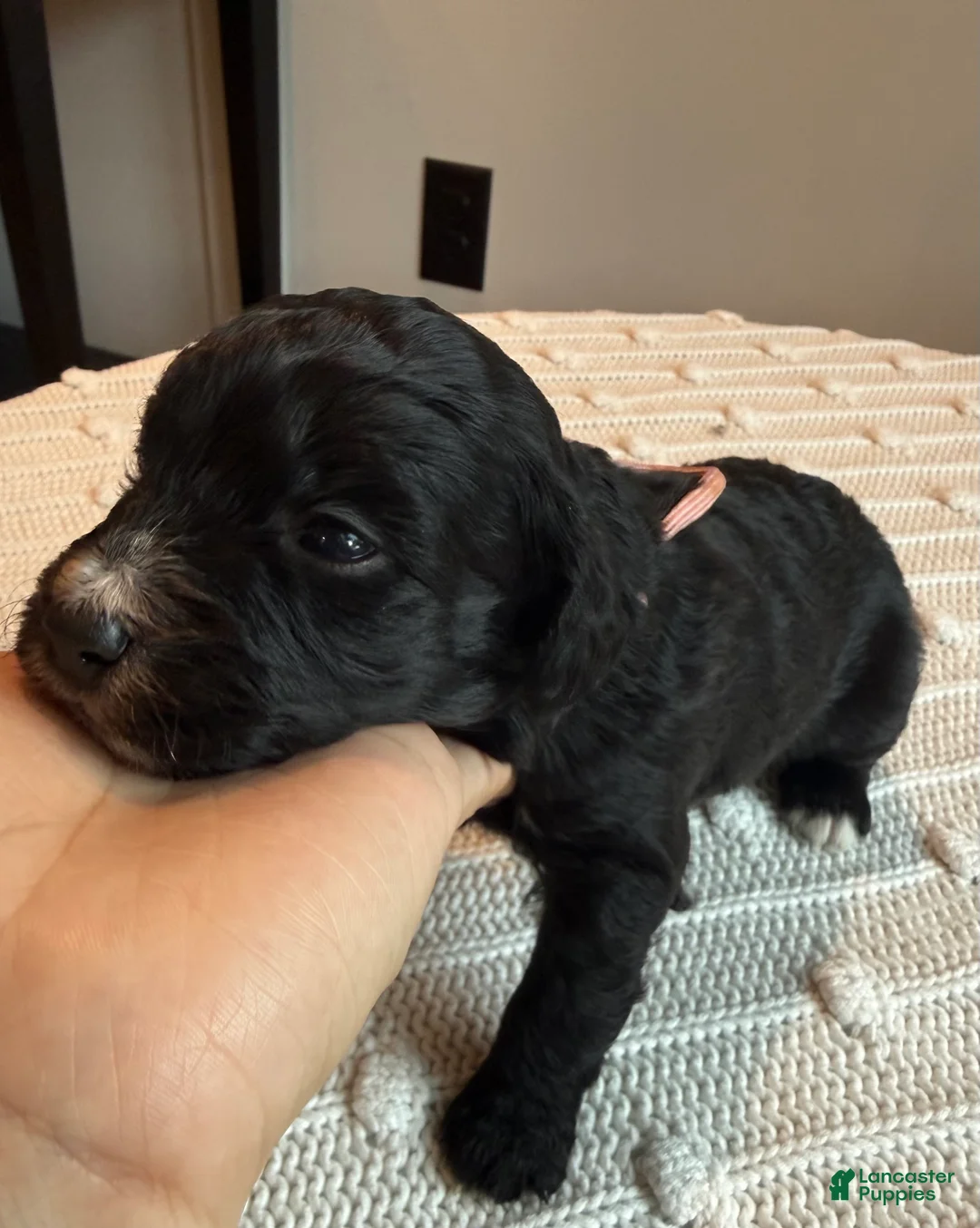 Mixed Breed dogs for sale: Patches - Ad 2