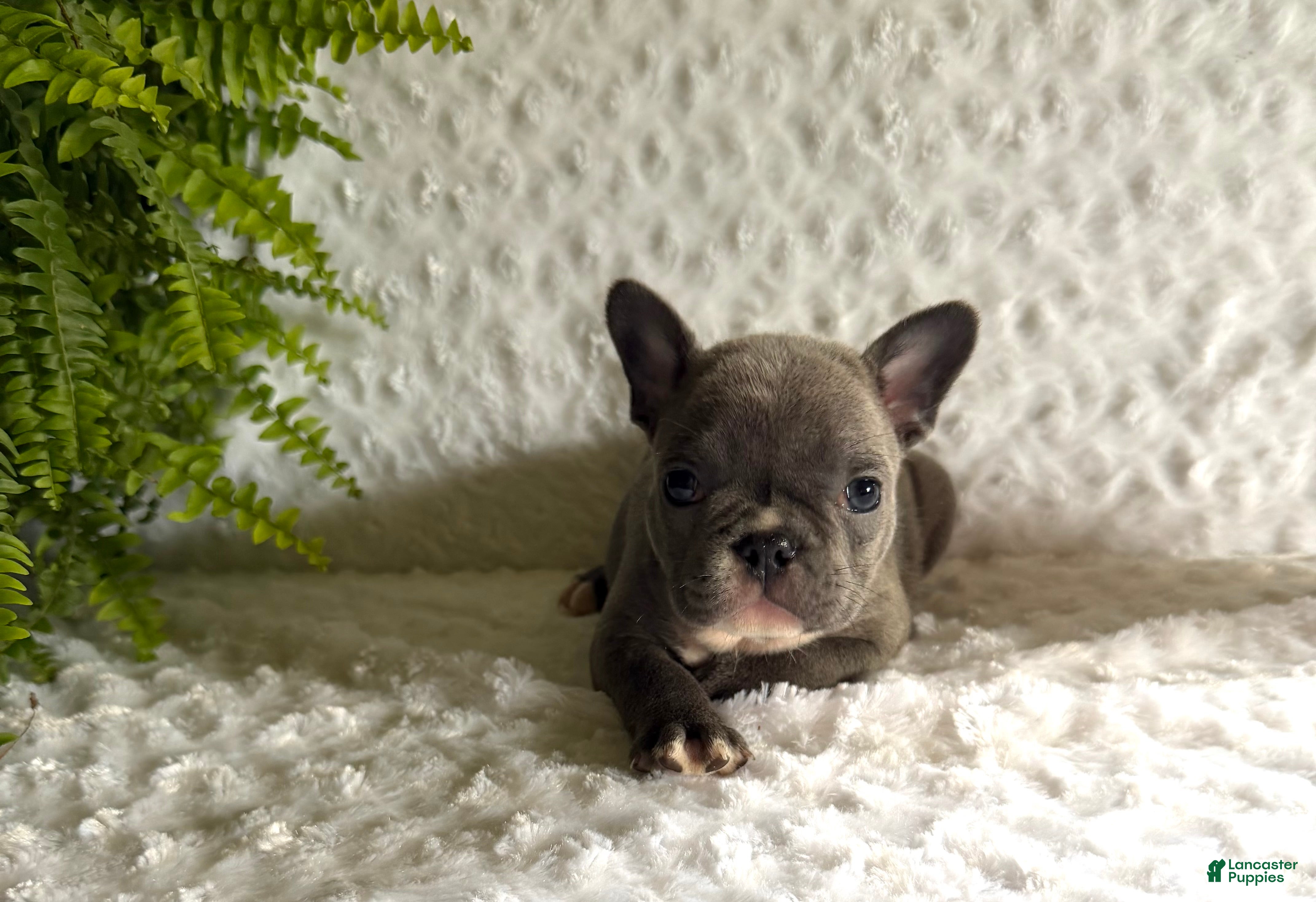 French Bulldog dogs Star - Ad 2