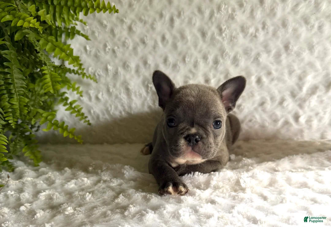 French Bulldog dogs for sale: Star - Ad 2