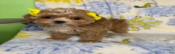 Mixed Breed dogs for sale: Mixed Breed 3 - Ad 3
