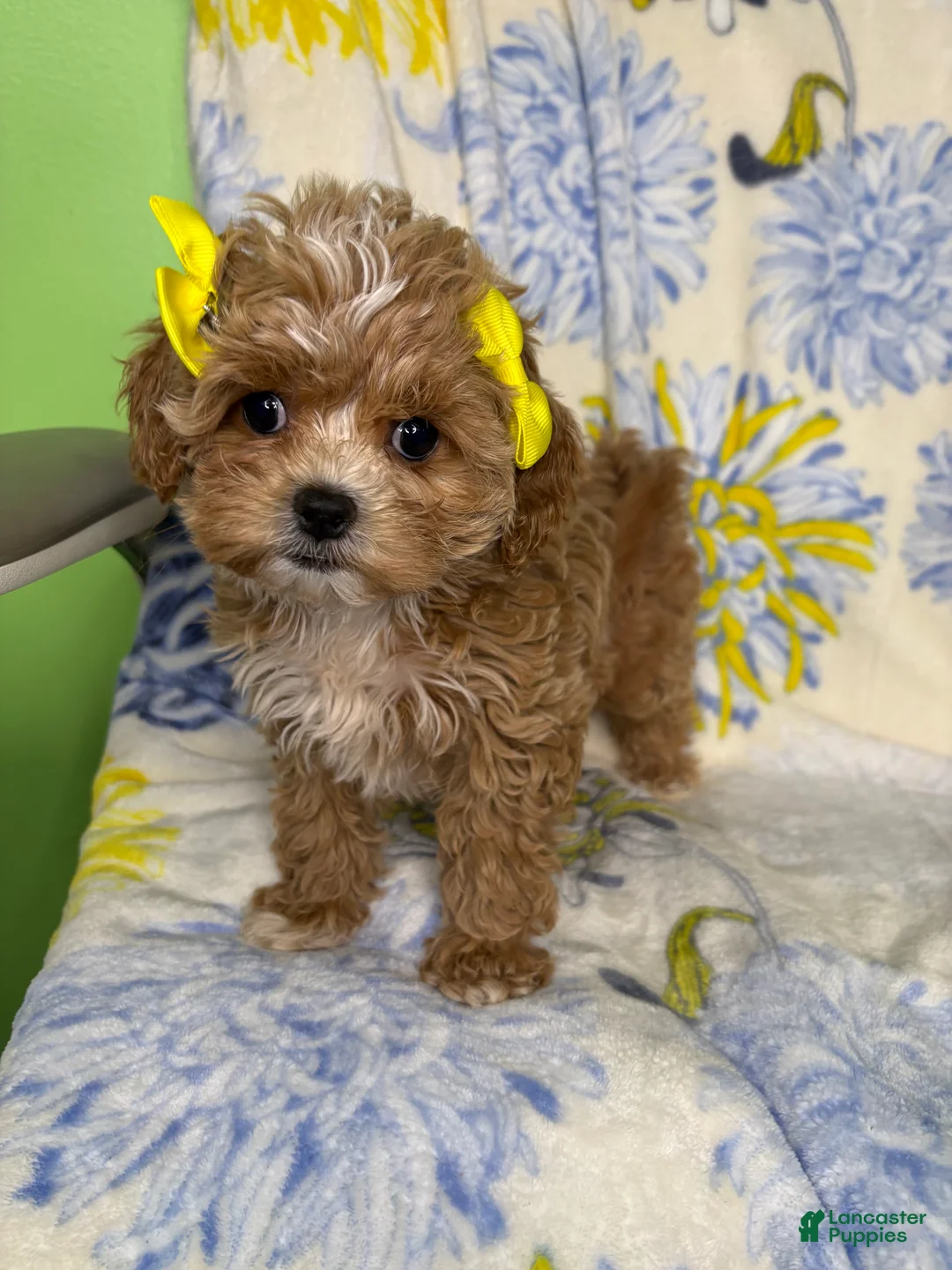 Mixed Breed dogs for sale: Mixed Breed 3 - Ad 3