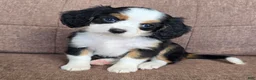 Miniature Bernese Mountain Dog dogs for sale: Paris - Ad 1