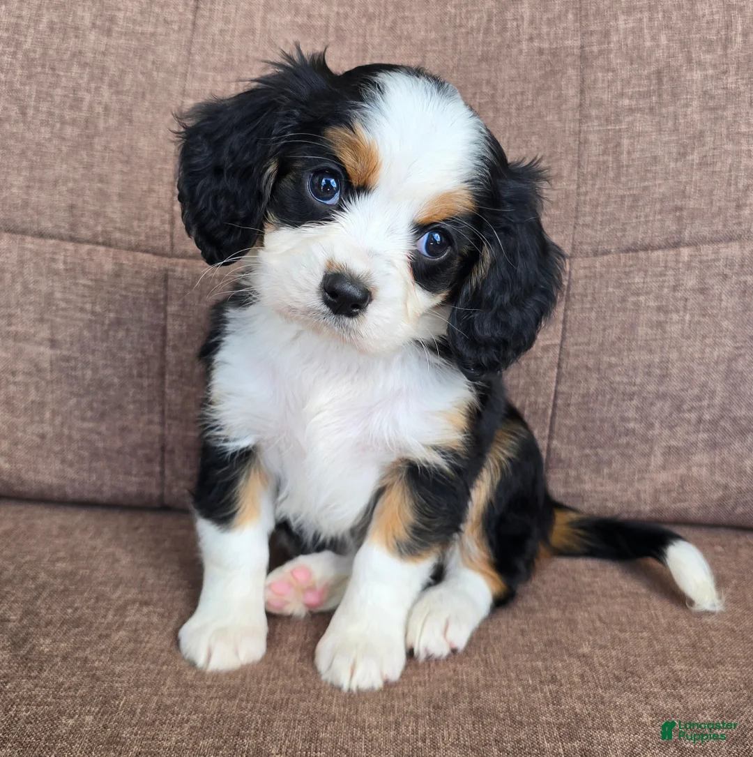 Miniature Bernese Mountain Dog dogs for sale: Paris - Ad 1